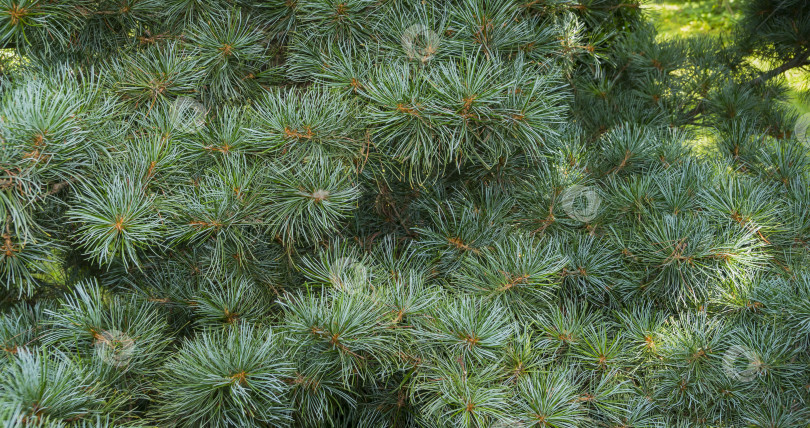 Скачать Крупный план оригинальной двухцветной хвои японской сосны Pinus parviflora Glauca в фокусе. фотосток Ozero