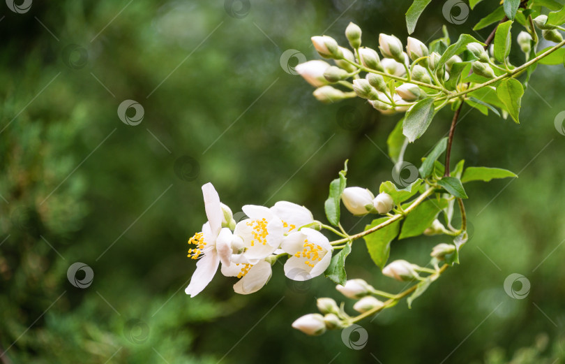 Скачать Мягкий крупный план цветов жасмина Philadelphus lewisii на кусте с размытым фоном боке в весеннем саду. Выборочный фокус. Удивительно естественная композиция.  ​Цветочный пейзаж, концепция природы фотосток Ozero