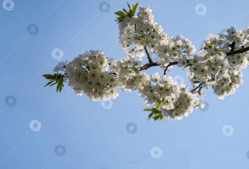 Скачать Сезон цветения сакуры. Крупный план белых цветов в весеннем саду на фоне голубого неба. Выборочный фокус. Свежие обои, концепция природы. Место для вашего текста фотосток Ozero