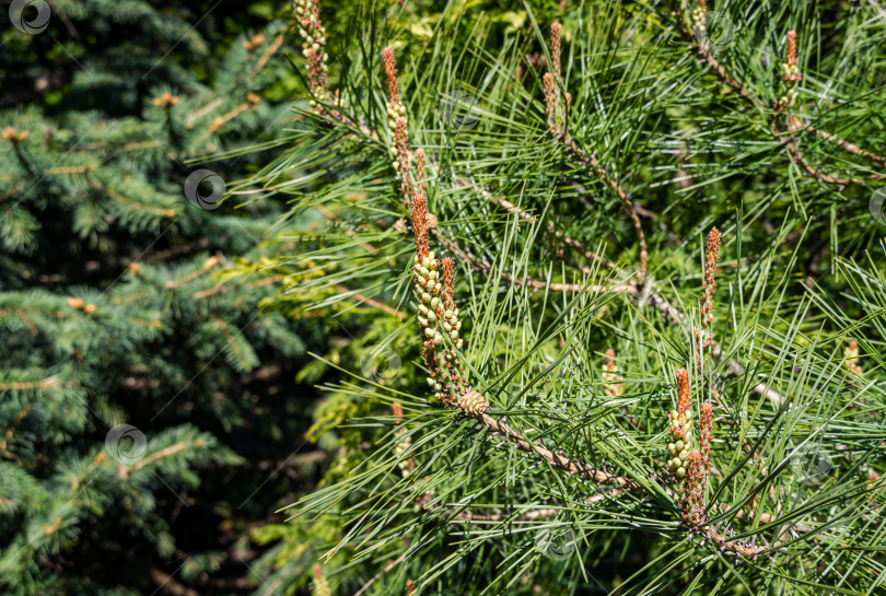 Скачать Крупный план молодых длинных побегов сосны Pinus densiflora Umbraculifera с женскими шишками 2-го года. Солнечный день в весеннем саду. Концепция природы для дизайна. Выборочный фокус фотосток Ozero