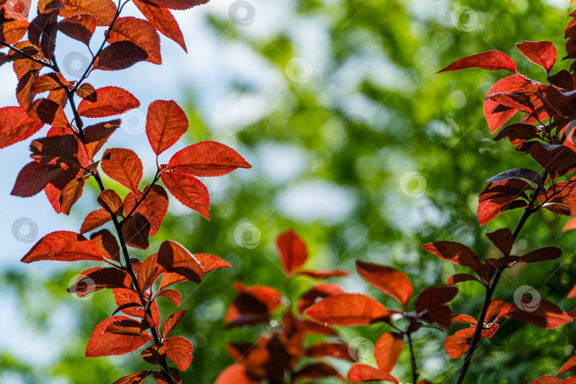 Скачать Дерево Prunus Cerasifera Pissardii с молодыми красными и фиолетовыми листьями на ярко-зеленом фоне. Концепция природы для дизайна. Место для вашего текста. Выборочный фокус фотосток Ozero