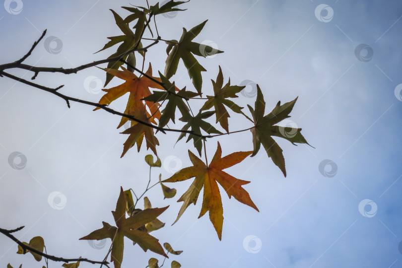Скачать Изящные красные и темно-зеленые листья Ликидамбара стирацифлуа на фоне голубого неба. фотосток Ozero