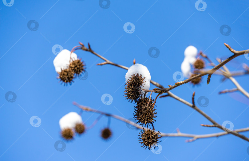Скачать Крупный план остроконечных коричневых шариковых семян с белой снежной шапкой ликидамбара стирацифлуа (американской сладкой камеди) на фоне голубого неба. Семена янтарного дерева в солнечный день в саду ранней весной. Место для вашего текста фотосток Ozero
