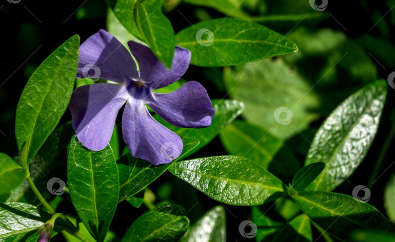 Скачать Голубой цветок Vinca minor (малый барвинок) на весенней зелени сада. Барвинок мелкий или обыкновенный растет в диком лесу и в ландшафтном саду. фотосток Ozero