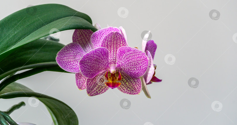 Скачать Крупный план белого, желтого, красного, розового в полоску с точками цветка орхидеи Фаленопсис "Деми Дероуз", известного как орхидея-мотылек, на светло-сером фоне. Концепция природы для дизайна. Место для вашего текста фотосток Ozero