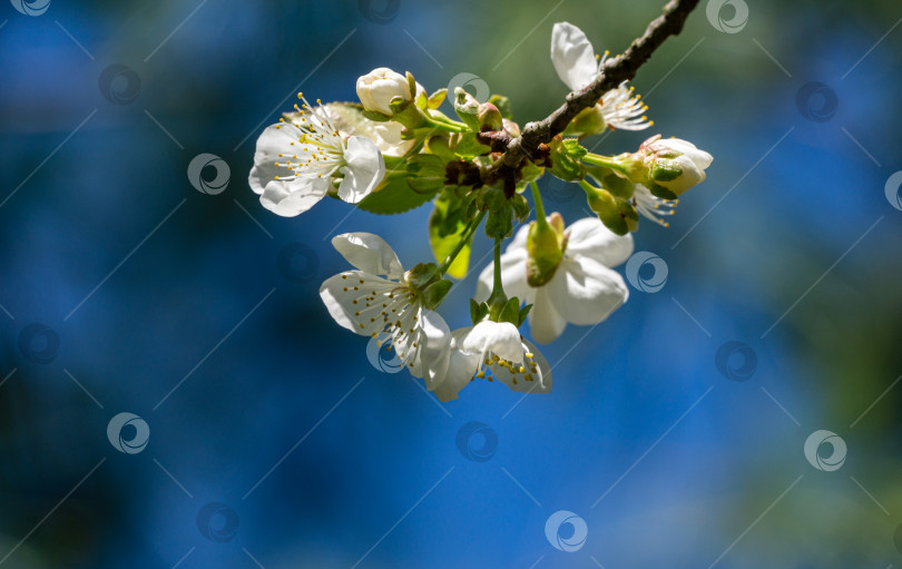 Скачать Сезон цветения вишни. Белые цветы в весеннем саду. Цветы вишни крупным планом в солнечный день. Выборочный фокус. Свежие обои, концепция фона природы фотосток Ozero