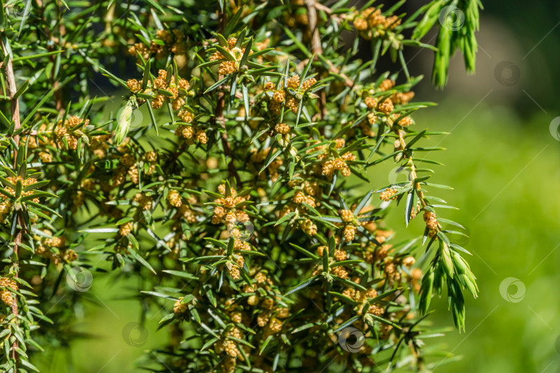 Скачать Можжевельник Juniperus communis Horstmann в цвету на ярко-зеленой траве, размытый фон сада. Крупным планом хвоя и цветы на ветках можжевельника. Концепция природы для весеннего дизайна. Выборочный фокус фотосток Ozero