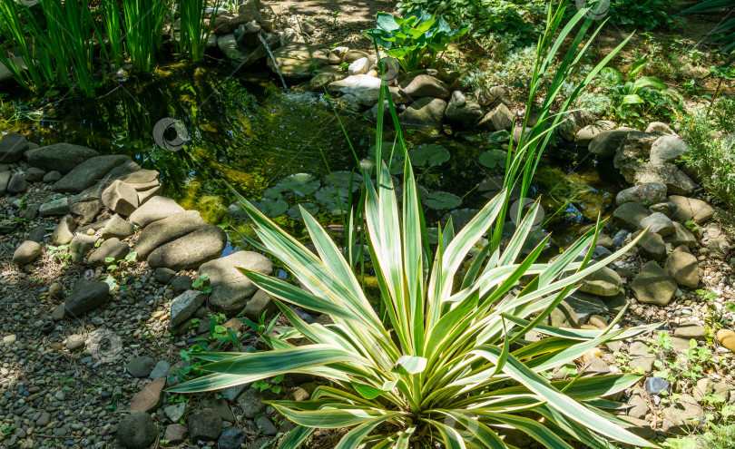 Скачать Красивые полосатые листья юкки gloriosa Variegata на берегу садового пруда. Юкка растет в камнях на берегу садового пруда. Можжевельник Juniperus squamata Blue star растет за прудом. Солнечный весенний день. фотосток Ozero