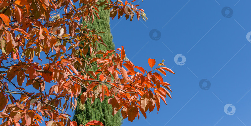 Скачать Кислое дерево (Oxydendrum arboreum) с красными листьями и желтыми семенами на фоне голубого неба. Красивое редкое растение семейства Эриковых в городском парке Краснодара или парке Галицкого солнечной осенью 2020 года фотосток Ozero