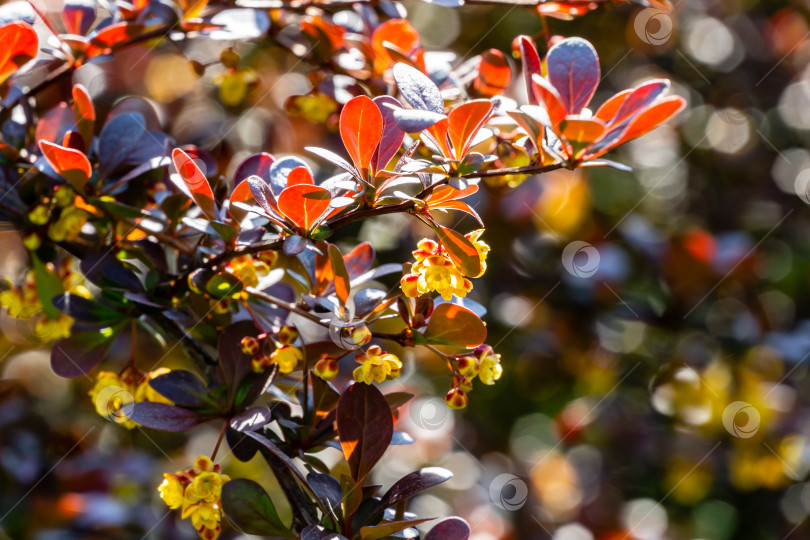 Скачать Весеннее цветение барбариса. Красивые желтые мелкие цветы Berberis thunbergii Atropurpurea на ветвях с фиолетовыми листьями на фоне красивого боке фотосток Ozero