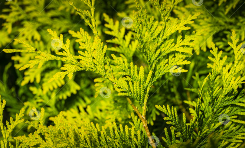 Скачать Крупным планом желто-зеленая текстура листьев западной туи (Thuja occidentalis Aurea). Природный пейзаж, свежие обои и весенняя концепция фона. Выборочный фокус. фотосток Ozero