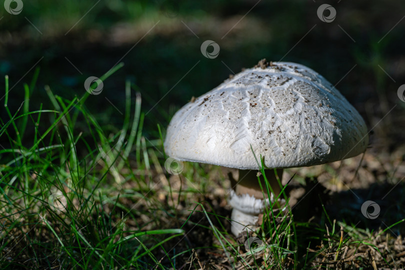 Скачать Красивый крупный план большого дикого лесного гриба с белой шляпкой в естественной среде обитания в солнечном лесу. Сбор грибов. Органические натуральные грибы в природе фотосток Ozero