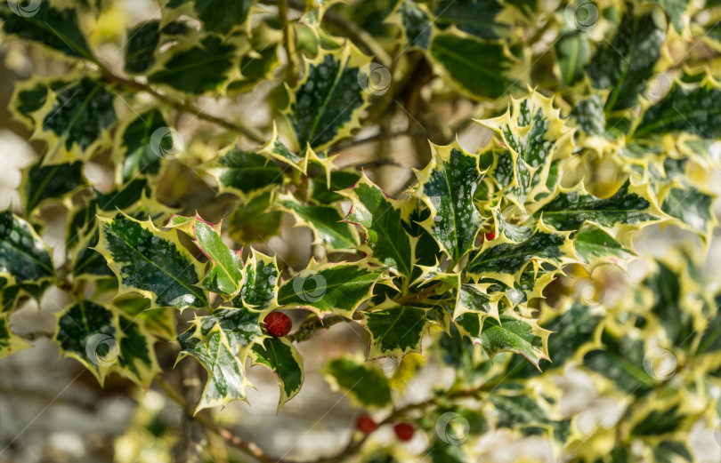 Скачать Рождественский остролист ilex aquifolium Argentea Marginata, растущий на фоне белых камней. Крупный план изящных листьев с бахромой и красными ягодами в ожидании Нового года. Концепция природы для дизайна фотосток Ozero