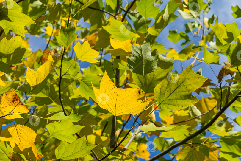 Скачать Золотистые и желтые листья тюльпанного дерева (Liriodendron tulipifera). Осенняя листва американского или тюльпанного тополя крупным планом на фоне голубого неба. Выборочный фокус. Есть место для текста фотосток Ozero