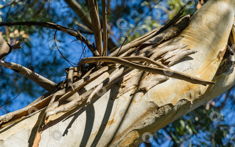 Скачать Оригинальная текстура коры, отслаивающейся от ствола эвкалипта или камедного дерева, растущего на Приморском бульваре в курортном городе Сочи. Красивый природный ландшафт для любого дизайна фотосток Ozero