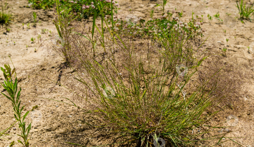 Скачать Изящное цветение травы Eragrostis minor на песчаном берегу пруда. Тонкие коричневые семена травы. Избирательный фокус. Есть место для вашего текста. фотосток Ozero