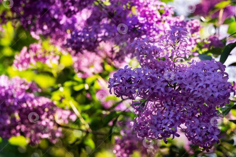 Скачать Весеннее цветение розово-фиолетовых кустов сирени Syringa microphylla на зеленом размытом фоне фотосток Ozero