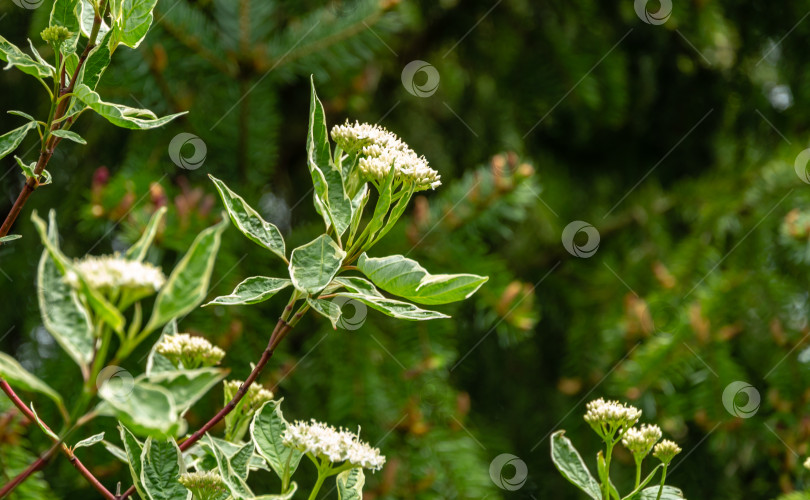 Скачать Цветущая ветка пестрого кустарника Cornus alba Elegantissima или Свидина белая на размытом темно-зеленом фоне сербской ели фотосток Ozero