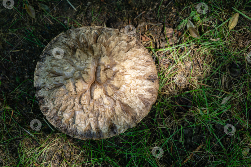Скачать Оригинальная и красивая текстура шляпки дикого лесного гриба крупным планом на третий день жизни. Шляпка в естественной среде обитания в солнечном лесу. Сбор грибов. Органические натуральные грибы в природе фотосток Ozero
