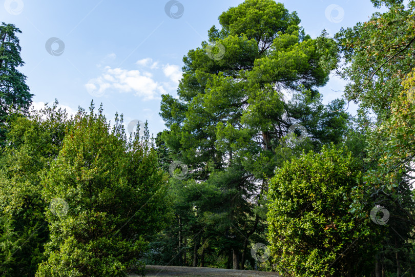 Скачать Очень красивы длинные зеленые иглы крымской пушистой сосны (Pinus pallasiana или Pinus Nigra Pallasiana) в Массандровском ландшафтном парке в Крыму. фотосток Ozero