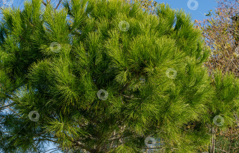 Скачать Крупный план длинных зеленых игл итальянской каменной сосны (Pinus pinea), зонтичной сосны на Олимпийской набережной в Сириусе. Новая деревня в Имеретинской низменности недалеко от знаменитого курортного города Сочи. фотосток Ozero