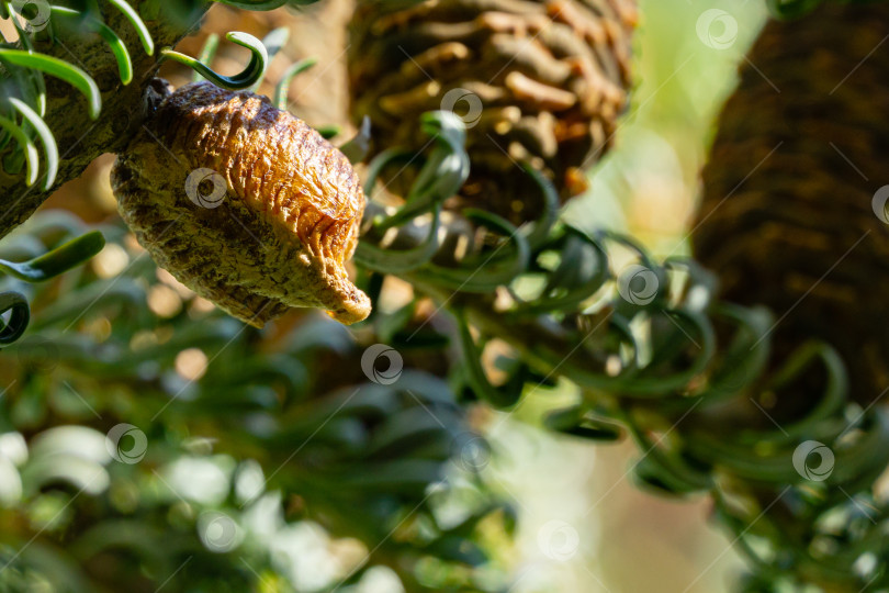 Скачать Оотека богомола (Mantis Religiosa), прикрепленная на ветвях Abies koreana Silberlocke с коричневыми спелыми шишками. Крупный план яиц богомола в коконе. Яркий солнечный день. Избирательный фокус. фотосток Ozero