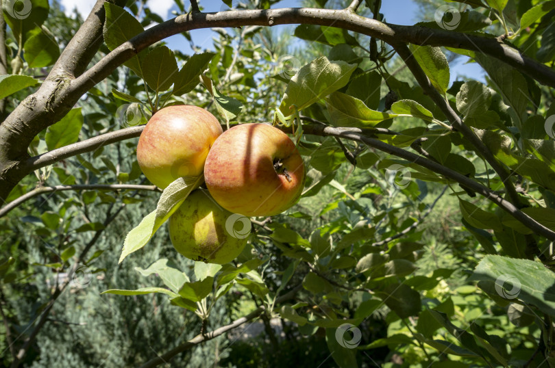 Скачать Зеленые и красные яблоки на ветвях дерева в саду. фотосток Ozero