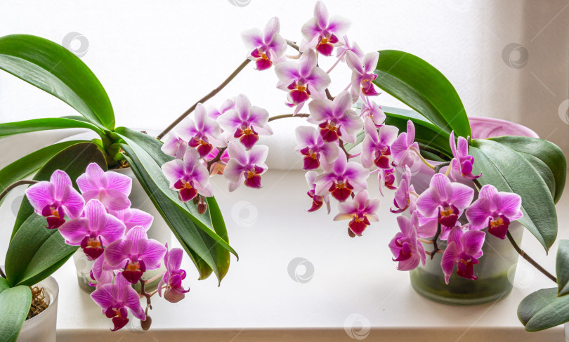 Скачать Красивые двухцветные мини-орхидеи Sogo Vivien крупным планом справа и слева и фиолетовые мини-орхидеи Brother Pico Sweetheart в середине. Фаленопсис, орхидея-мотылек на белом фоне. фотосток Ozero