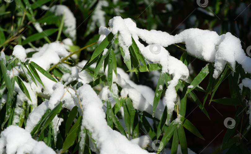 Скачать Крупный план красивых зеленых листьев бамбука Phyllostachys aureosulcata, покрытых белым пушистым снегом. Выборочный фокус. Концепция природы для волшебной темы Нового года и Рождества фотосток Ozero