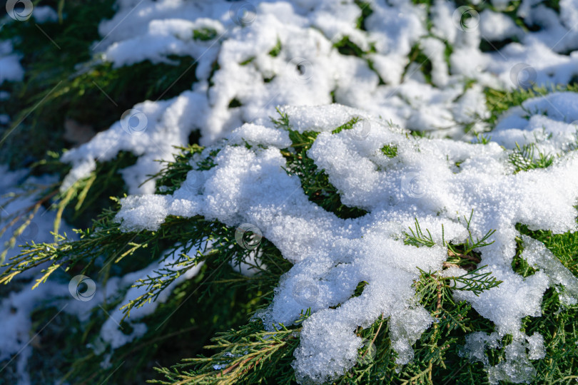 Скачать Красивые веточки можжевельника пфицерианского крупным планом или можжевельника медийного "Золотое блюдце" с первым снегом в зимнем саду. Концепция для веселого Рождества и Нового года. фотосток Ozero