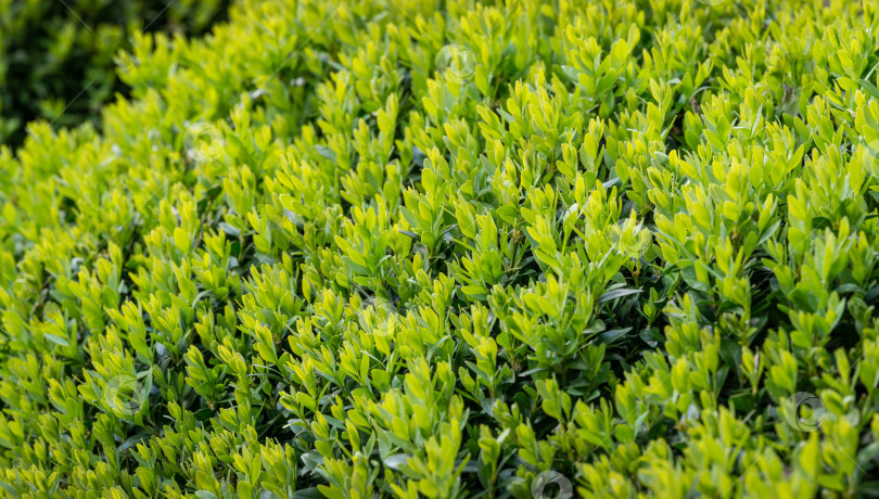 Скачать Самшит Buxus sempervirens или европейский самшит с яркой блестящей молодой зеленой листвой на размытом зеленом фоне. Крупный план, выборочный фокус. Идеальный фон для любой природной темы. Место для вашего текста. фотосток Ozero