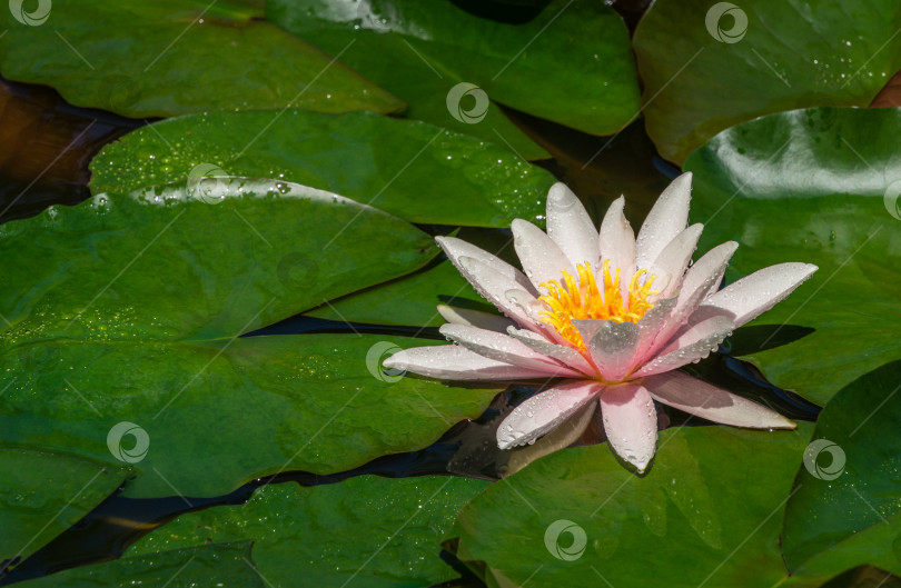 Скачать Ярко-розовая водяная лилия или цветок лотоса Marliacea Rosea в садовом пруду. Крупный план нимфеи с каплями воды на размытой зеленой воде. Цветочный пейзаж для обоев природы. Выборочный фокус фотосток Ozero