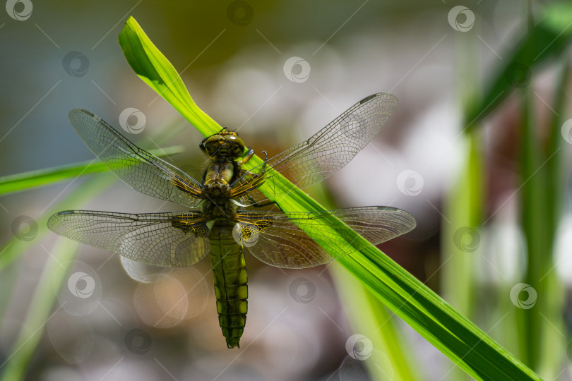Скачать Крупный план широкотелой самки стрекозы-охотника (Libellula depressa) с большими прозрачными крыльями и телом медово-коричневого цвета, сидящей на траве на размытом фоне зеленого садового пруда. Макрос насекомого. фотосток Ozero