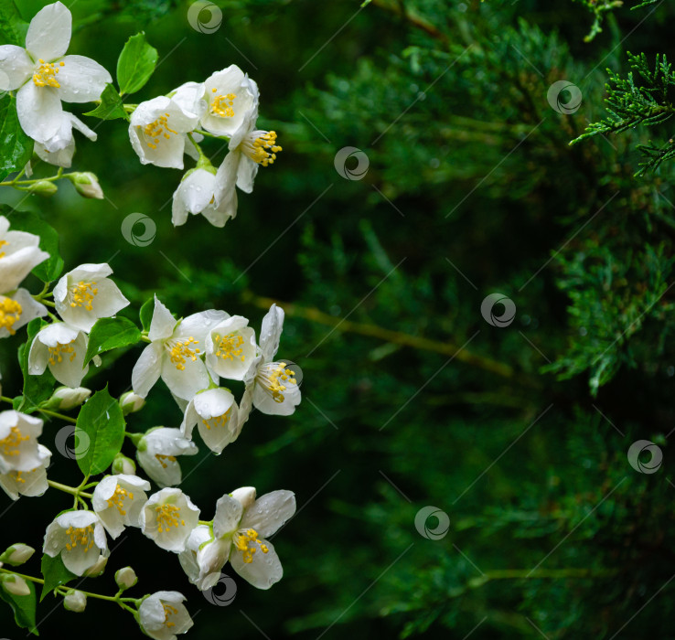 Скачать Мягкий крупный план цветов жасмина Philadelphus lewisii на кусте на черном фоне в весеннем саду. Выборочный фокус. Естественный цветочный пейзаж, свежие обои. Место для вашего текста. фотосток Ozero