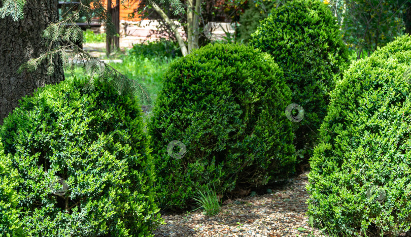 Скачать Яркая новая зеленая листва самшита Buxus sempervirens на фоне темно-зеленого сада. Подстриженный самшит фотосток Ozero