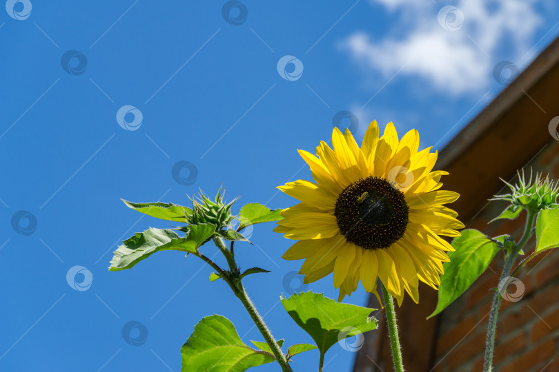 Скачать Золотой декоративный подсолнух (Helianthus annuus) на фоне голубого неба. Крупный план желтой головки подсолнуха. Летний цветочный пейзаж, свежие обои и концепция природы для фона с пространством для копирования. фотосток Ozero