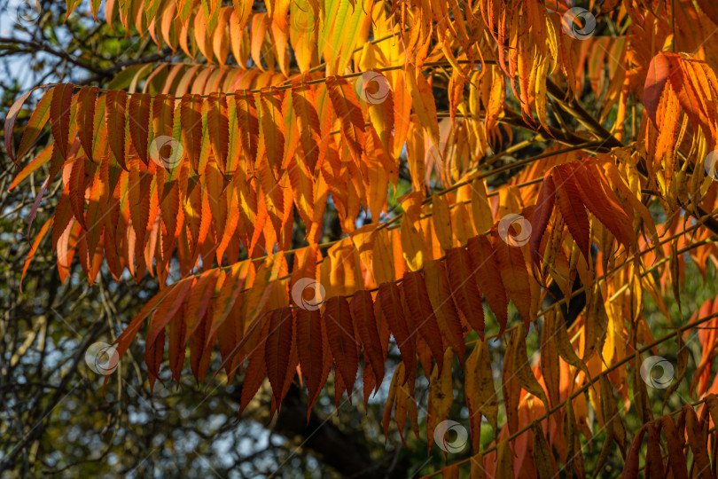 Скачать Осенние краски Rhus typhina (сумах рогатый, Anacardiaceae). Красные, оранжевые, желтые и зеленые листья сумаха. Фон с рисунком естественной текстуры. фотосток Ozero