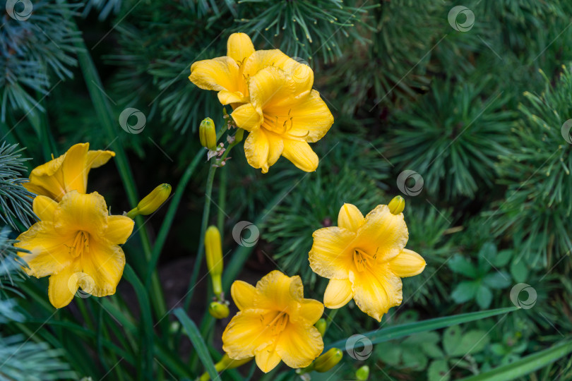 Скачать Крупный план яркого желто-оранжевого лилейника Hemerocallis hybrida Stella de Oro на фоне зеленых листьев в весеннем саду. Выборочный фокус. Есть место для текста фотосток Ozero