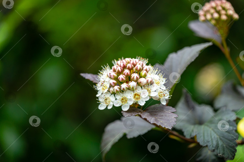 Скачать Крупный план белых цветов Physocarpus opulifolius diabolo или Ninebark с фиолетовыми листьями на темно-зеленом фоне фотосток Ozero