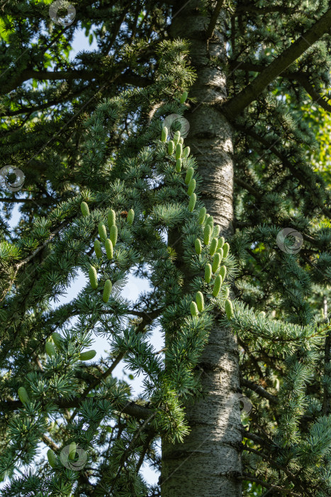 Скачать Красивый молодой голубой атласский кедр (Cedrus Atlantica Glauca tree) с голубой хвоей в общественном ландшафтном городском парке Краснодара или парке Галицкого солнечной осенью в сентябре 2020 года фотосток Ozero