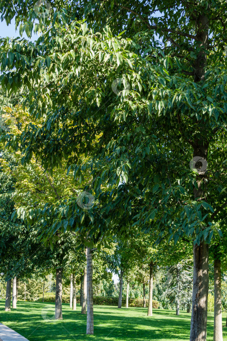 Скачать Ряды восточноазиатской или японской ольхи (Alnus japonica) в городском парке Краснодара. Общественный ландшафт "Парк Галицкого" для отдыха и прогулок солнечной осенью. фотосток Ozero