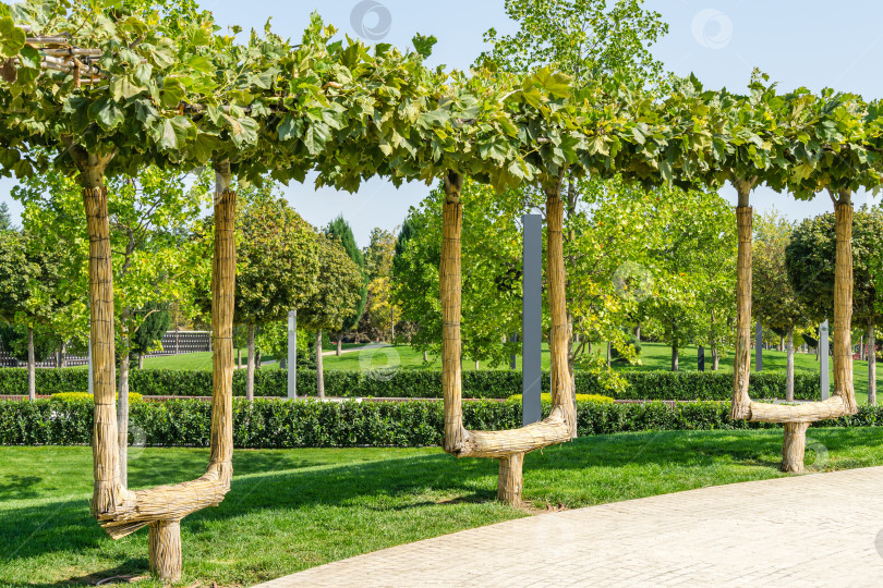 Скачать Фигурные стволы лондонского платана (Platanus acerifolia) выращены в виде скамеек для отдыха в городском парке Краснодара. Общественный ландшафт "Парк Галицкого" для отдыха и прогулок солнечной осенью 2020 года фотосток Ozero