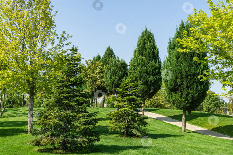 Скачать Прекрасный пейзажный вид с фигурно подстриженными деревьями и елями, зеленой травяной лужайкой в городском парке "Краснодар" или "Парк Галицкого" солнечной осенью 2020 года фотосток Ozero