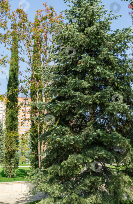 Скачать Abies concolor или белая ель как большое вечнозеленое дерево в городском парке Краснодара. Общественный ландшафт "Парк Галицкого" для отдыха и прогулок солнечной осенью в сентябре 2020 года фотосток Ozero
