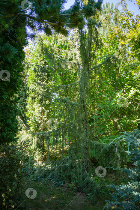 Скачать Можжевельник Juniperus communis Хорстманна на фоне ландшафтного сада. Природная концепция весеннего дизайна. Выборочный акцент фотосток Ozero