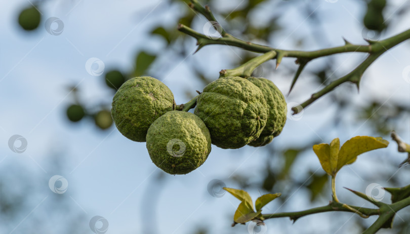 Скачать Крупный план зеленых плодов Citrus trifoliata или японского горького апельсина (Poncirus trifoliata) с колючими ветвями в общественном городском парке Краснодара или "Парке Галицкого". фотосток Ozero