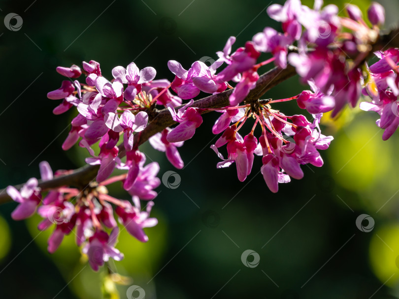 Скачать Изящные веточки распускающихся фиолетовых цветов Eastern Redbud, или восточно-красноплодный Церцис канадский, в весеннем саду. Соцветия на красивом садовом боке фотосток Ozero