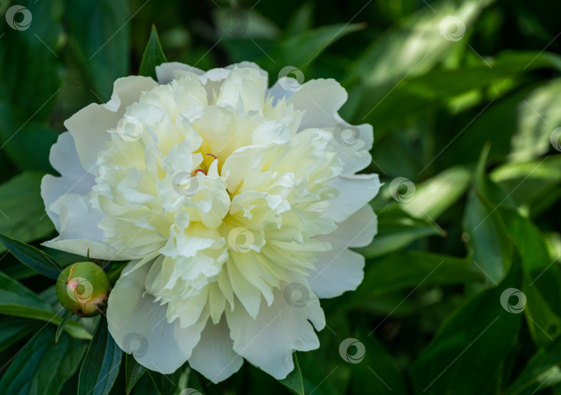 Скачать Большой белый цветок пиона, распускающийся под солнцем на фоне темно-зеленого сада. Выборочный фокус. Здесь есть место для вашего текста. фотосток Ozero