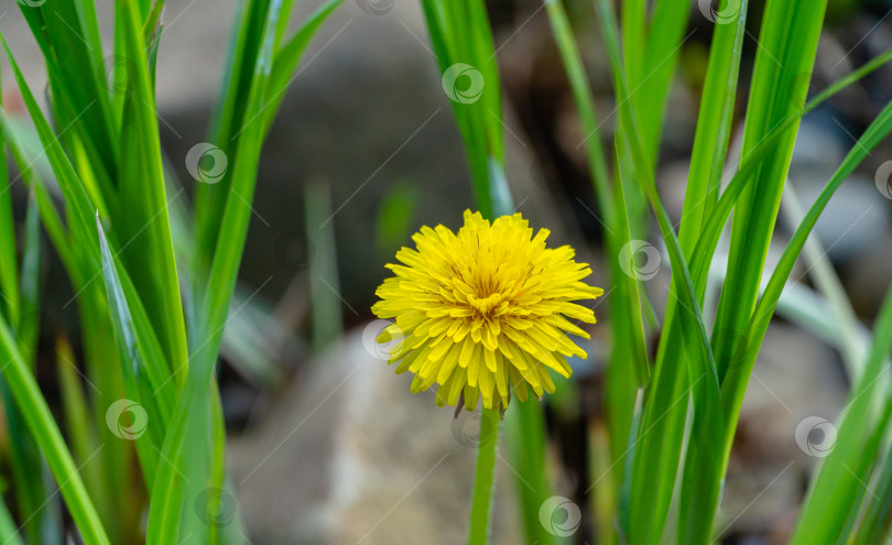 Скачать Желтый цветок одуванчика (Taraxacum officinale) на размытом каменном фоне с зелеными листьями в весеннем саду. Цветущий одуванчик. фотосток Ozero
