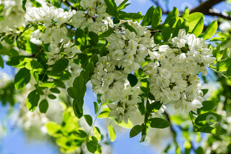 Скачать Цветущие ветви с белыми цветами Robinia pseudoacacia (Черная саранча, ложная акация) весной. Выборочный фокус и крупный план фотосток Ozero